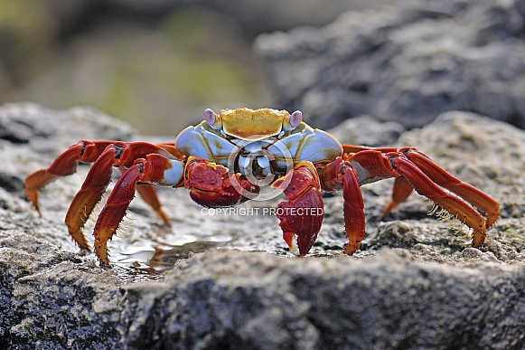 Sally Lightfoot Crab