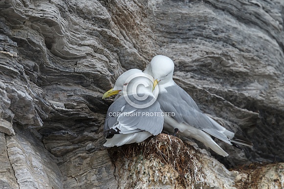 Black legged Kittiwake