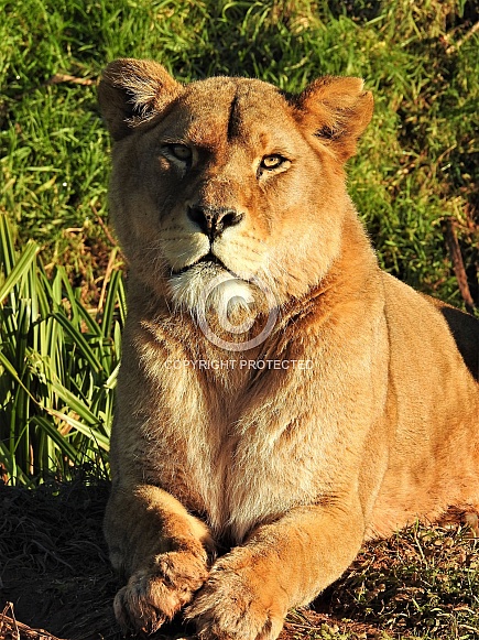 Sitting lioness