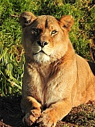 Sitting lioness