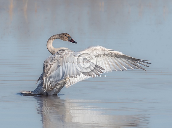 Trumpeter Swan Cygnet