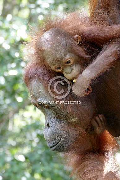 Wild mother and baby Orangutans Wild mother and baby Orangutans