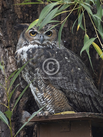 Great horned owl