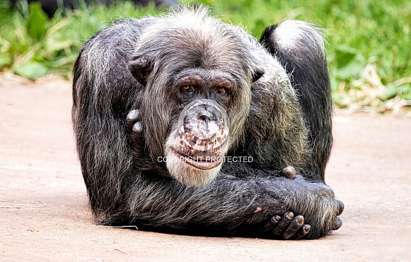 Chimpanzee Full Body Lying Down Arms Crossed Chimpanzee Full Body Lying Down Arms Crossed