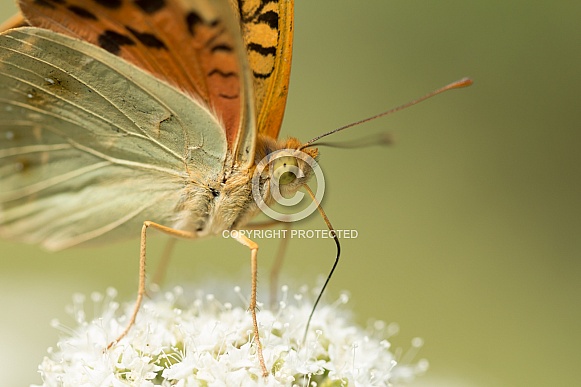 Cardinal butterfly