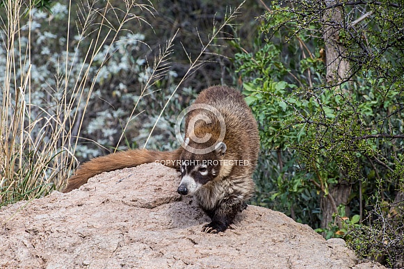 Coatimundi Coatimundi