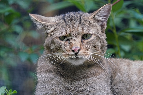 European Wildcat European Wildcat