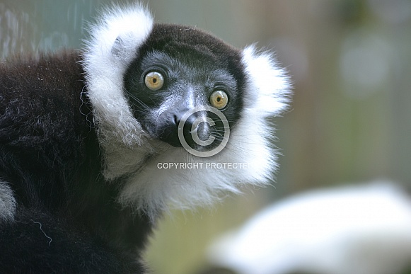 Ruff Tailed Lemur Eyes