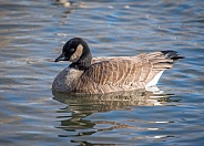 Cackling Goose in Colorado Pond