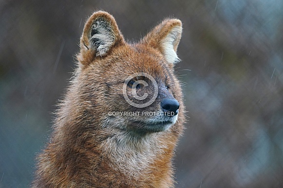 Dhole