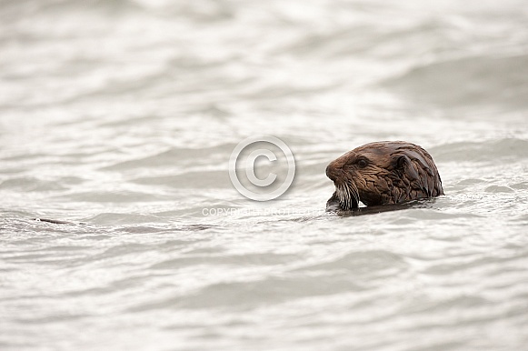 Wild Sea Otter in Alaska Wild Sea Otter in Alaska