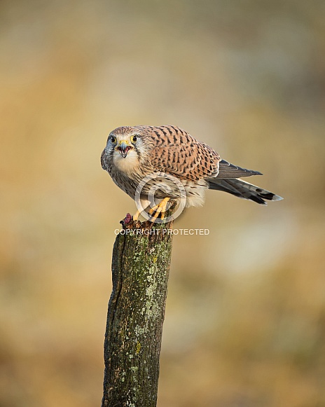 Female Common Kestrel Female Common Kestrel