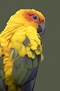 sun parakeet (Aratinga solstitialis) bird