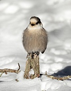 Canadian gray jay bird in the snow on a tree stump