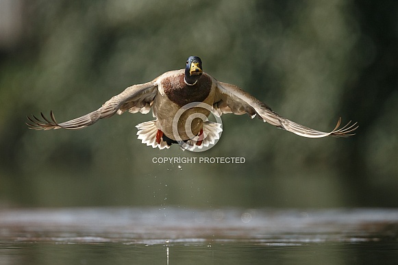 Wild Duck starts flying Wild Duck starts flying