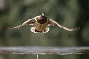 Wild Duck starts flying