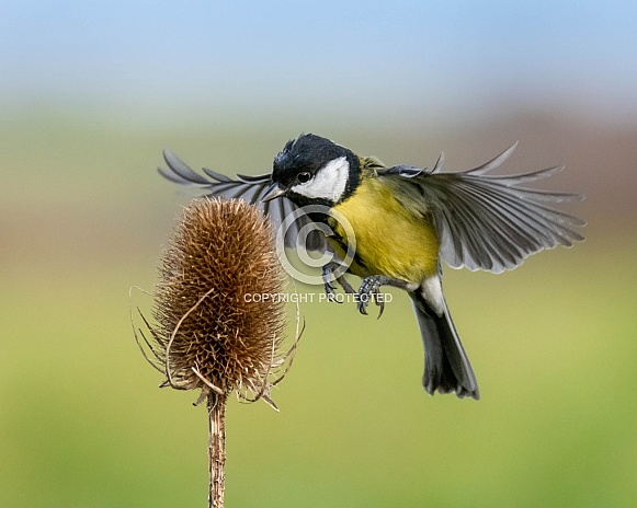Great tit Great tit