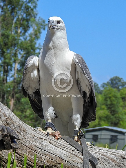 White-bellied Sea Eagle White-bellied Sea Eagle