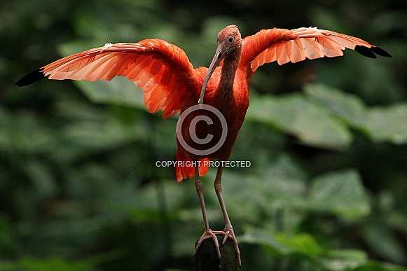 Scarlet Ibis Scarlet Ibis