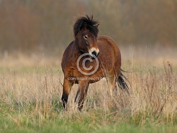 Dartmoor Pony