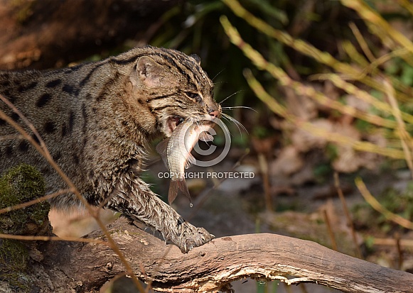 fishing cat fishing cat