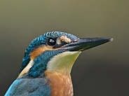 Kingfisher