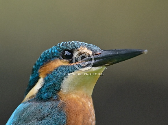 Kingfisher