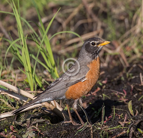 American Robin