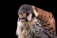 American Kestrel Close Up Beak Open Black Background