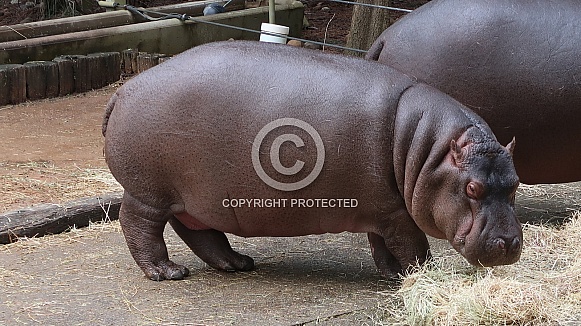 Hippopotamus