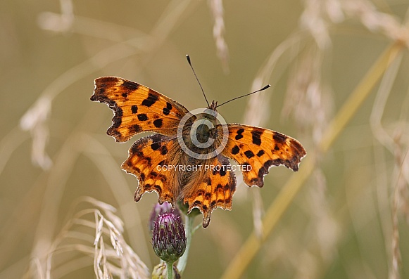 Comma