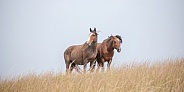 Wild Horse (Equus caballus)