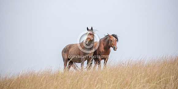 Wild Horse (Equus caballus)