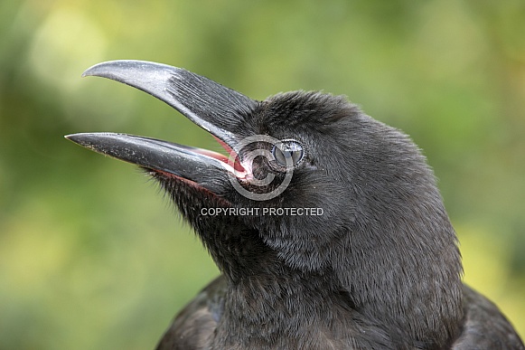 Common raven (Corvus corax) Common raven (Corvus corax)