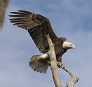 Bald Eagle