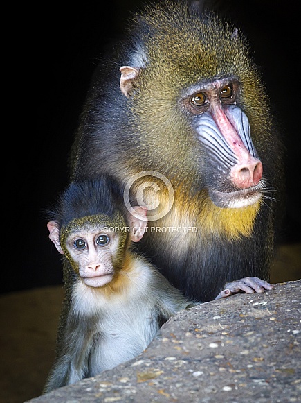 Mandrill (Mandrillus sphinx)