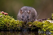 Rat
