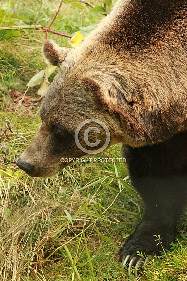 Grizzly Bear Grizzly Bear