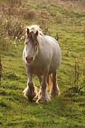 Pony walking in evening sunlight