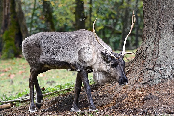 Caribou (Reindeer) Caribou (Reindeer)
