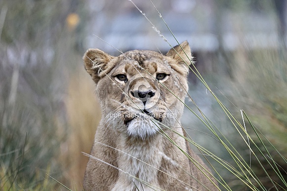 African lions