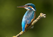Kingfisher