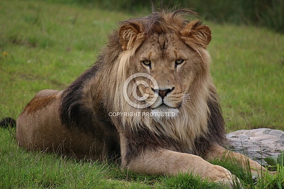 African lion