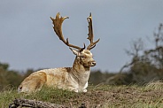 A beautiful male fallow deer lying in the grass