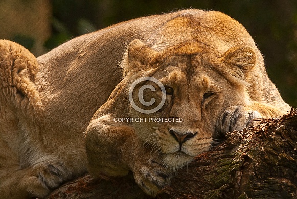 Dozing Lioness