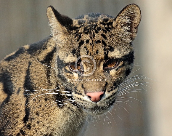 Clouded Leopard Clouded Leopard