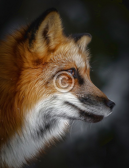 Red Fox Red Fox