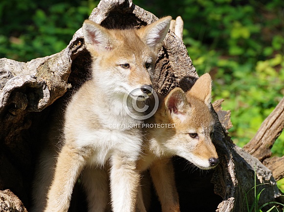 Coyote pups