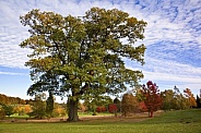 Oak tree and Autumn colors - England