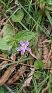 Candy Flower (Claytonia sibirica)